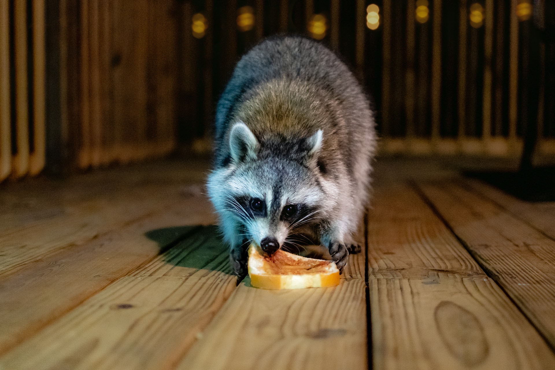 Raccoon eating bread.